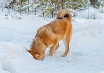 A dog of the Shiba Inu breed walking in winter in a snowy forest stuck its muzzle into a snowdrift. Dog on a walk in the winter forest