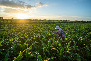 A farmer checking quality by tablet agriculture modern technology in growing corn plant maize field beautiful blue sky Background. Agricultural Garden of Corn field. Top view.