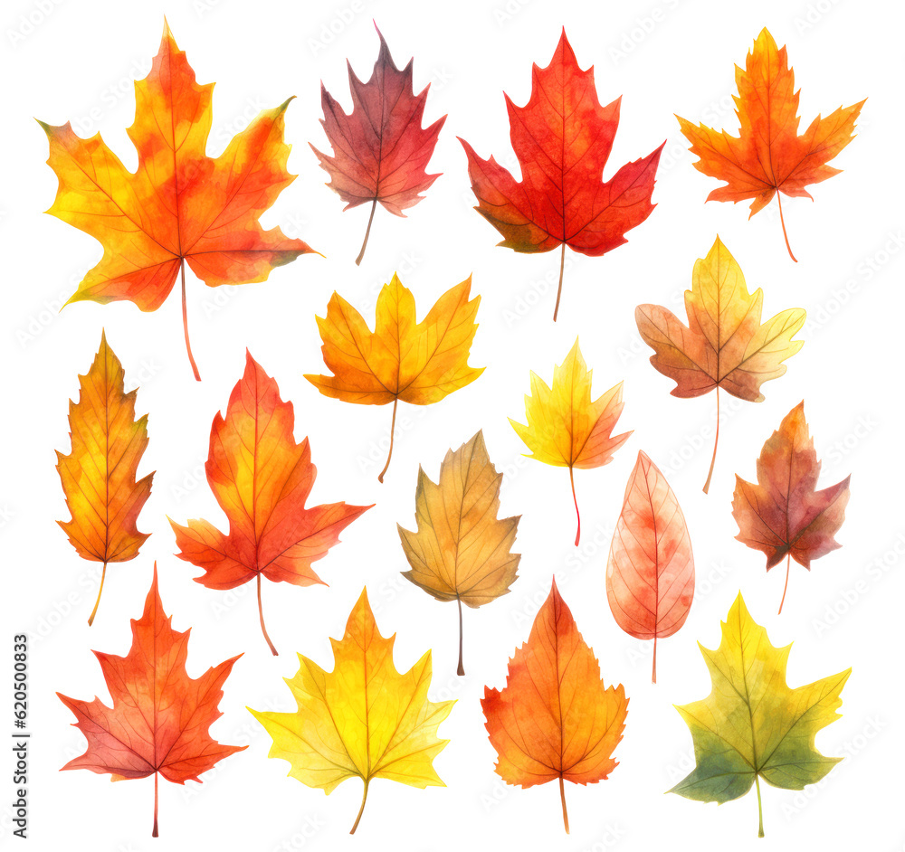Canvas Prints collection of multicolored autumn maple leaves in watercolor style isolated on white background