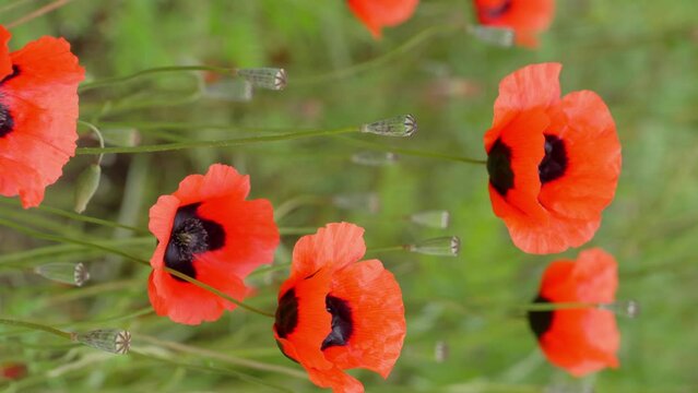 Red poppy flowers bloomed against background of green meadow or field. Manufacture and cultivation of drugs or heroin. Forbidden flowers and plants, punishable by law, danger of going to jail.