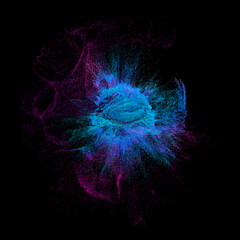 Colorful Powder Explosion on a Black Background