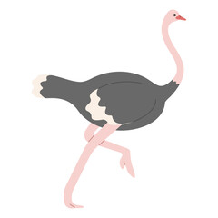 Ostrich Single 4 cute on white background, vector illustration. 