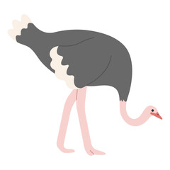 Ostrich Single 5 cute on white background, vector illustration. 