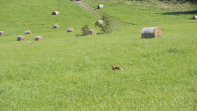 A cute little fox plays in grass on a sunny day, jumps around, then runs away