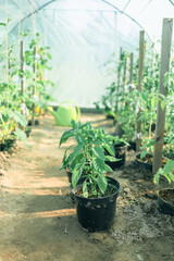 cultivation of green bell peppers in a commercial greenhouse in the netherlands. High quality photo