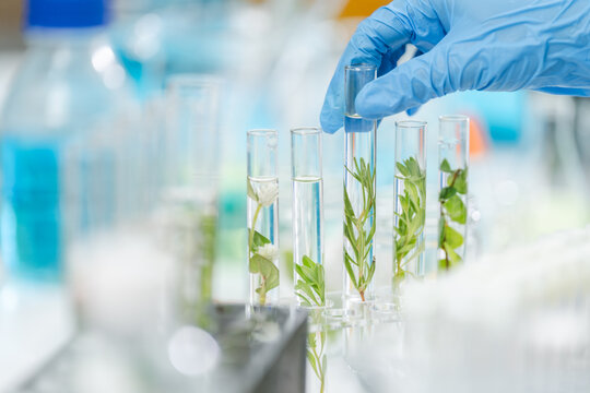 botany science laboratory, green plant experiment for medicine biology or biotechnology, scientist research an organic nature leaf in genetic chemistry for agriculture technology, growth test in glass
