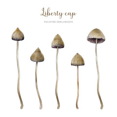 Psilocybe semilanceata mushroom element set. Watercolor illustration. Hand drawn liberty cap psilocybin shrooms collection. Hallucinogen mushrooms Isolated on white background © anitapol