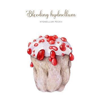 Bleeding hydnellum mushroom watercolor illustration. Hand drawn unusual rare forest fungus. Devil's tooth amazing mushroom. Hydnellum peckii isolated on white background
