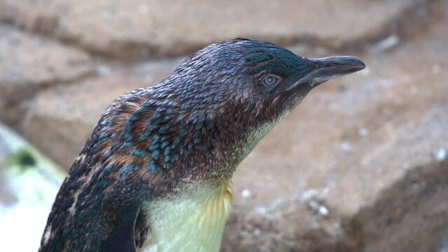 Cute and adorable flightless Australian little penguin, eudyptula novaehollandiae standing at the shore, curiously wondering around its surrounding environment after a quick swim, close up shot.