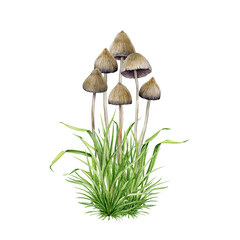 Psilocybe semilanceata mushroom group growing in the grass. Watercolor illustration. Hand drawn liberty cap psilocybin shrooms. Hallucinogen mushrooms Isolated on white background © anitapol