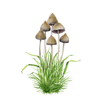 Psilocybe semilanceata mushroom group growing in the grass. Watercolor illustration. Hand drawn liberty cap psilocybin shrooms. Hallucinogen mushrooms Isolated on white background