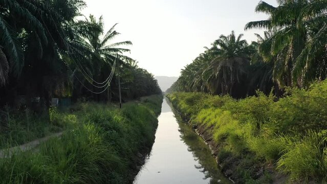 Low level aerial drone fly along the river canal across hectares of palm trees, elevation up reveals farmlands of tropical plantations with mountain landscape, primary source of economy.
