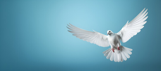 Fototapeta premium white dove on blue background