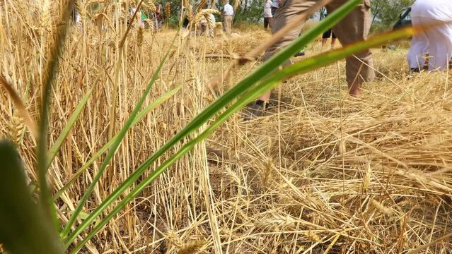 People are reaping wheat manually in a traditional rural way.