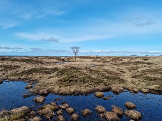 lone tree on brown march woth blue sky backdrop, Herøy island nordland municipality