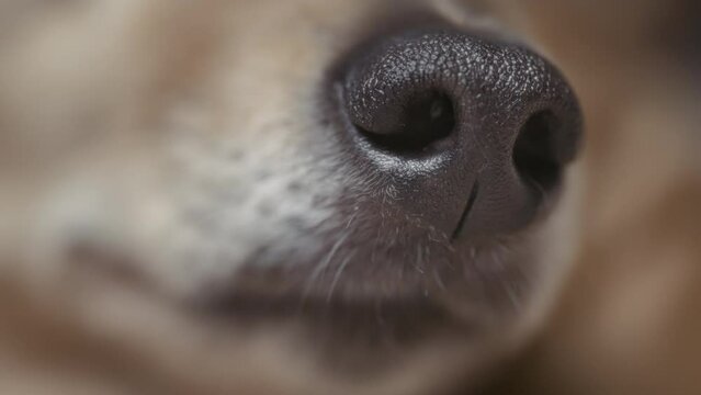 Close up details of a puppy's nose. Macro, slow motion. 