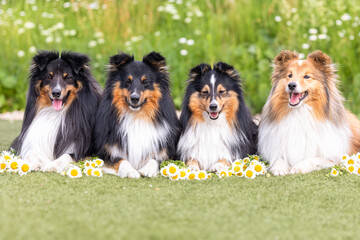 Line of beautiful black sable white shetland sheepdog, small collie lassie dog outside portrait...