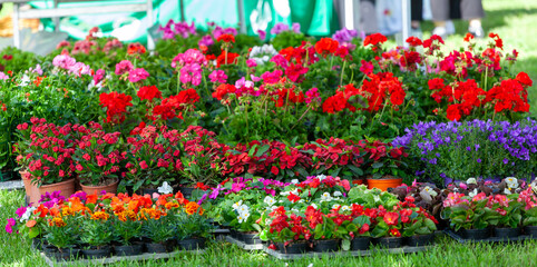 Display of spring plants and flowers on green lawn - 620509656