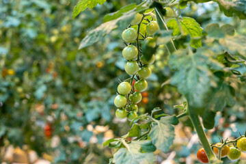A bunch of green unripe cherry tomatoes