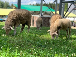 A flock of sheep walk on the lawn. Sheep eat grass, graze on green grass. Farm animal from a close...