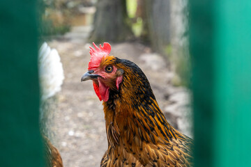 Hen looking through gap behind fence in chicken enclosure