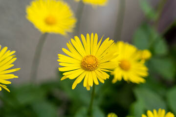 Yellow flowers of Leopard's Bane (Doronicum orientale)