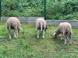 Obraz na płótnie Canvas A flock of sheep walk on the lawn. Sheep eat grass, graze on green grass. Farm animal from a close distance.