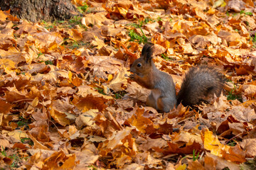 squirrel in autumn. autumn portrait of squirrel, yellow park with fallen leaves, concept autumn nature preparation for winter, redhead little beast in the forest. High quality photo