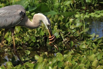Epic Battle between Great Blue Heron and a huge Water Snake Orlando Wetlands Florida