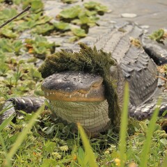 Alligator Gator Funny Hat 