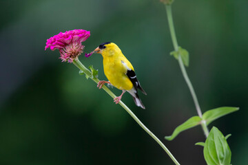 goldfinch on zinnia flower