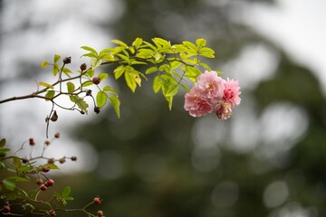 australian native flowers in the bush in spring