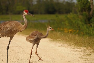 Sandhill Crane Chick Colt Orlando Wetlands Park Florida 