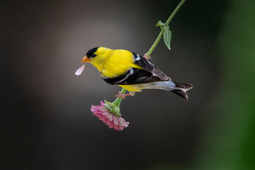 goldfinch on zinnia flower