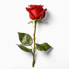 A single red rose on a white background. Generative AI