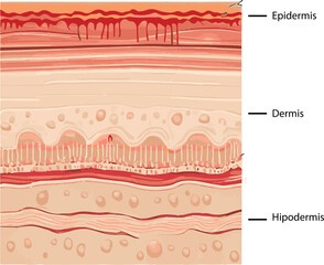 Diagram showing the structure of a skin, part of the skin
