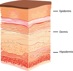 Diagram showing the structure of a skin, part of the skin
