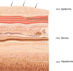 Diagram showing the structure of a skin, part of the skin
