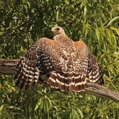 Red-Shouldered Hawk Ridding itself of Parasites by Sunbathing Orlando Wetlands Park Florida