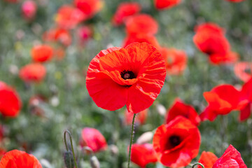 Red poppies blossom on wild field background