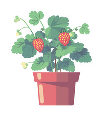 Freshness of organic strawberry plant