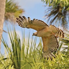 Red-shouldered Hawk in Elegant Flight Orlando Wetlands Florida