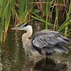 Great Blue Heron Paynes Prairie Gainesville FL 