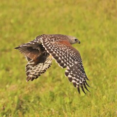 Red-shouldered Hawk with a Fresh Kill Rail at Orlando Wetlands Park Florida