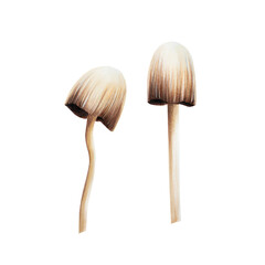 Watercolor poisonous dangerous mushroom toadstool. Hand painting sketch isolated on white background. For designers, decoration, shop, for postcards, wrapping paper, covers. For posters and textile