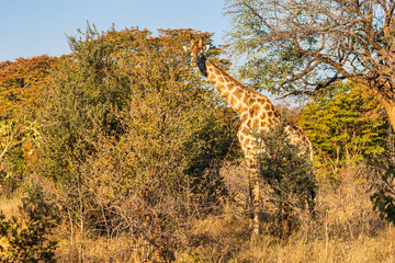 Giraffe stands by bushes in sunshine
