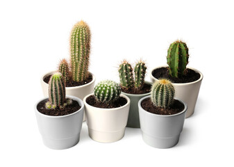 Many different cacti in pots on white background