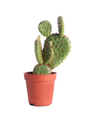 Beautiful green exotic cactus in pot isolated on white