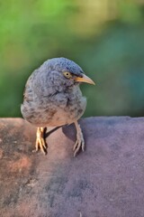 The jungle babbler