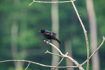 red winged blackbird